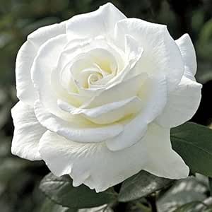 Eman Ahmad Mohamed Sallam